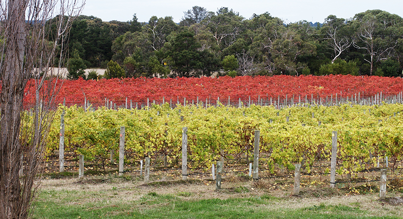 Bittern Estate Vineyard